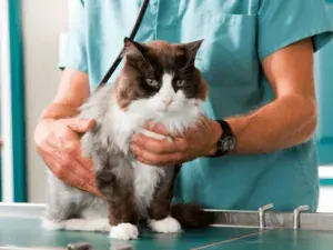 Gato de pelo comprido sendo contido por veterinário durante consulta