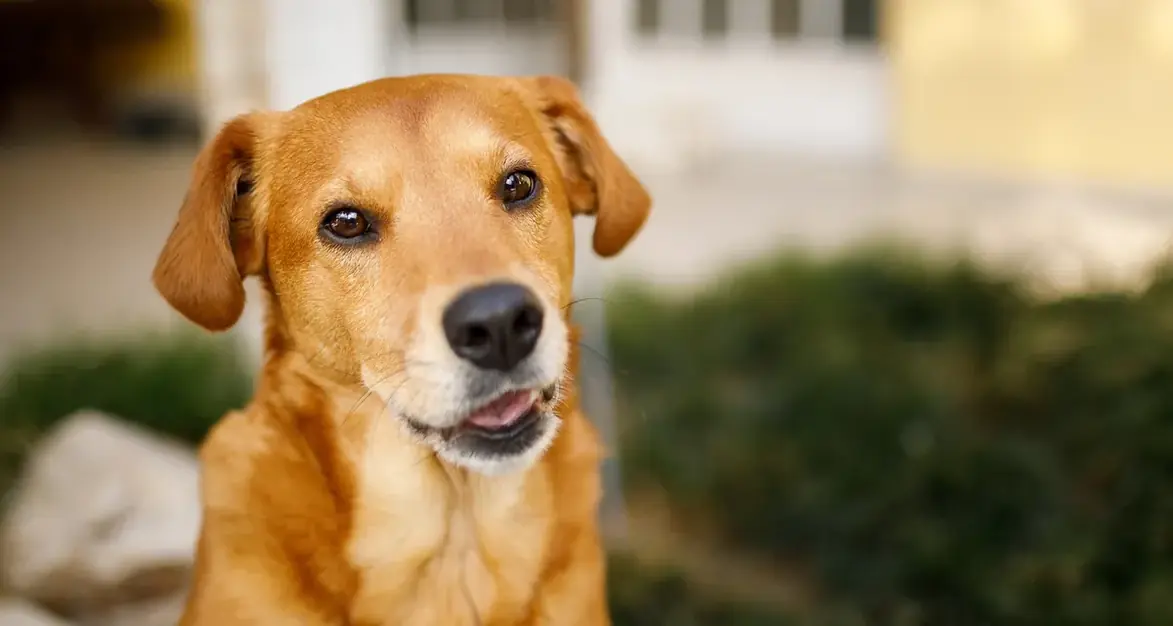 Cão de pelagem clara sentado em área externa
